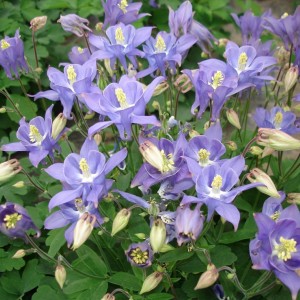 Саженец аквилегии Винки Ерли Скай Блю (Winky Early Sky Blue)