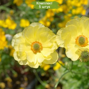 Луковицы анемоны Лейнцигская -  комплект 5 шт.