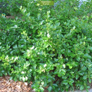 Саженцы Бересклета Форчуна Минимус (Minimus) -  комплект 5 шт.