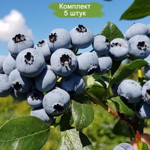 Саженцы черники Нельсон -  комплект 5 шт.