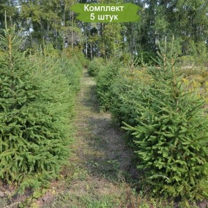 Саженцы Ели Сибирской 40-60 см -  комплект 5 шт.