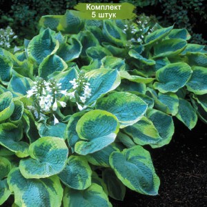 Саженцы хосты Франц Вильямс (Frances Williams) -  комплект 5 шт.