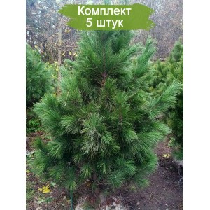 Саженцы кедра Сибирского 60-100 см -  комплект 5 шт.