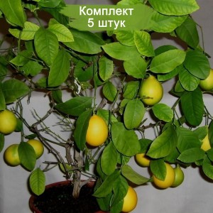 Комплект 5шт
 / Лимон Павловский
