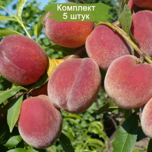Саженцы персика Фаворит Моретини -  комплект 5 шт.
