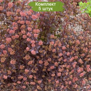 Саженцы пузыреплодника Саммер Вайн (Summer Wine)  -  комплект 5 шт.