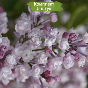 Саженцы сирени Анабель (Anabel) -  комплект 5 шт.