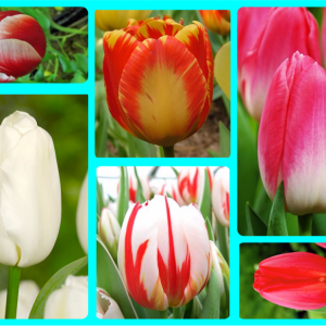 Луковицы тюльпанов. Комплект №2 из 10шт. 