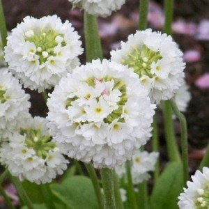 Саженец примулы Мелкозубчатая