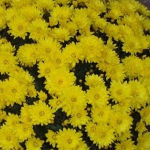 Саженец хризантемы мультифлора Пауло Еллоу (Paularo Yellow) (Желтая )