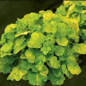 Саженец Гейхеры Нозерн Икспожэ Лайм