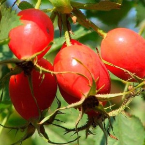 Саженец шиповника обыкновенного